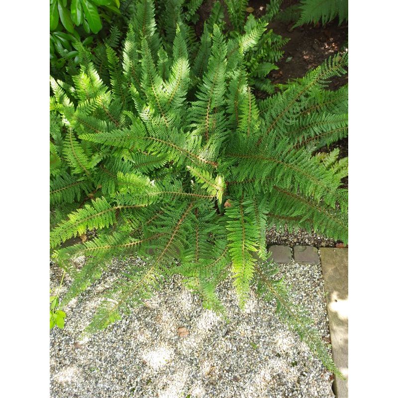 Athyrium filix-femina - 6 stuks