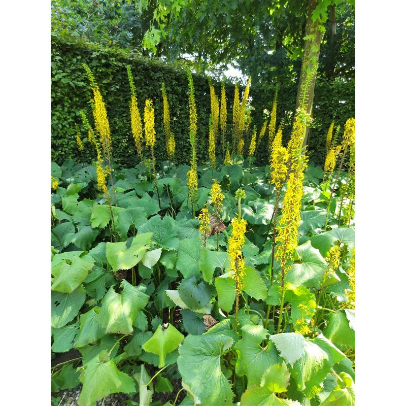 Ligularia The Rocket - 6 stuks