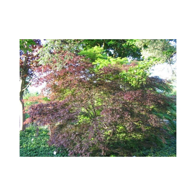 Acer Trompenburg