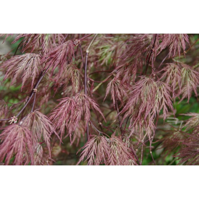 Acer Garnet