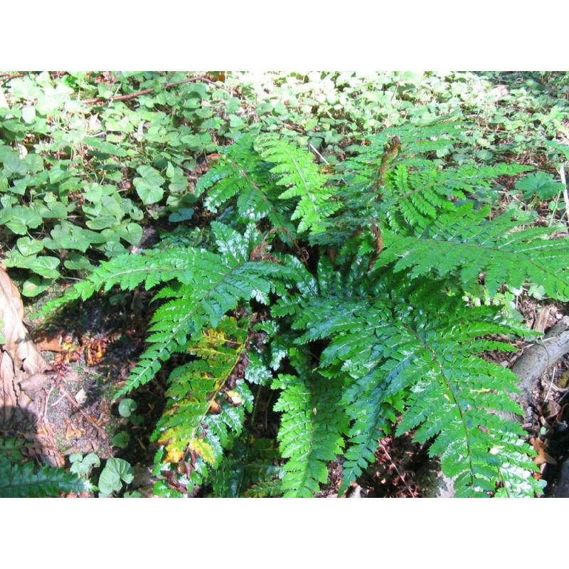 Polystichum polyblepharum - 6 stuks