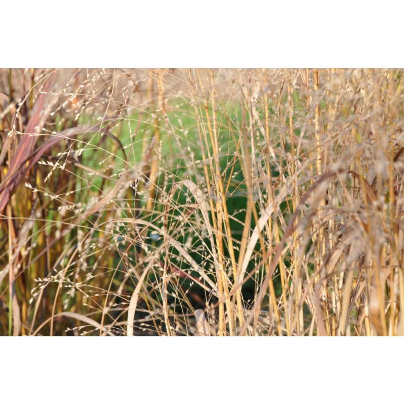 Panicum Rehbraun - 6 stuks