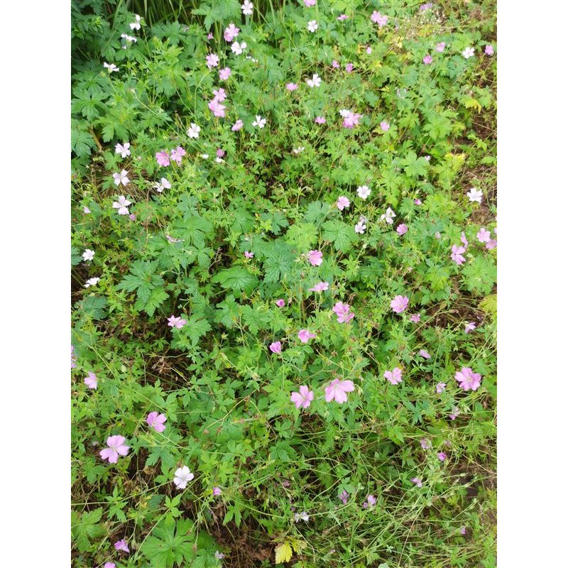 Geranium Wargrave Pink - 6 stuks