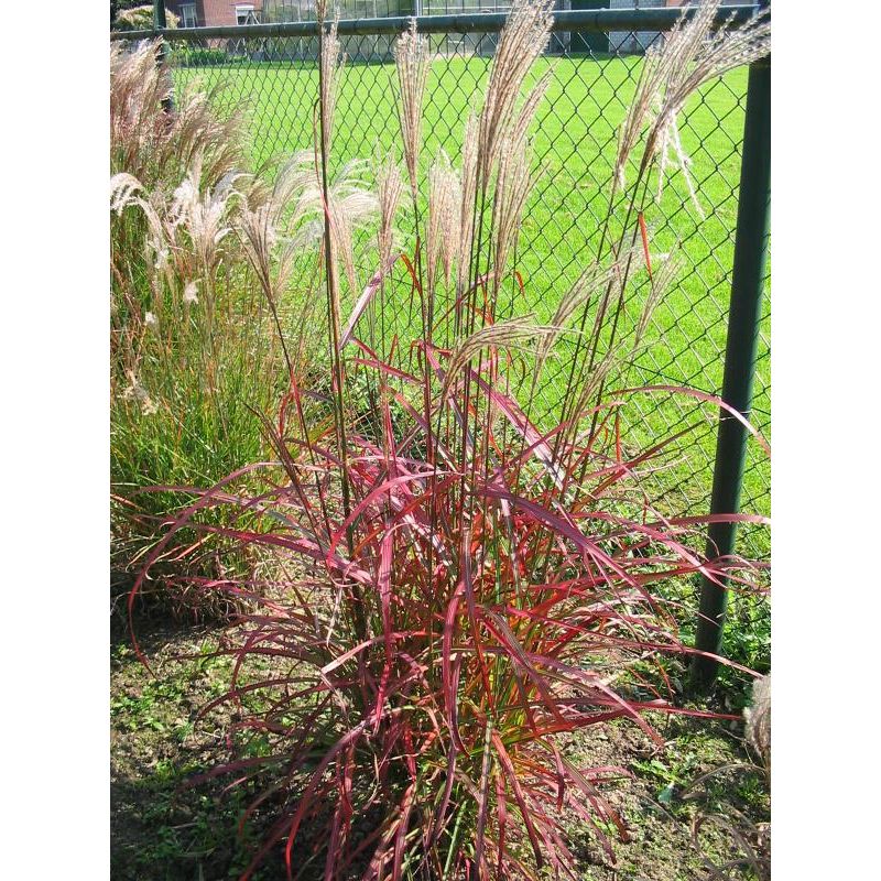 Miscanthus Roter Pfeil - 6 stuks