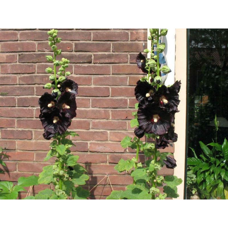 Alcea Nigra - 6 stuks