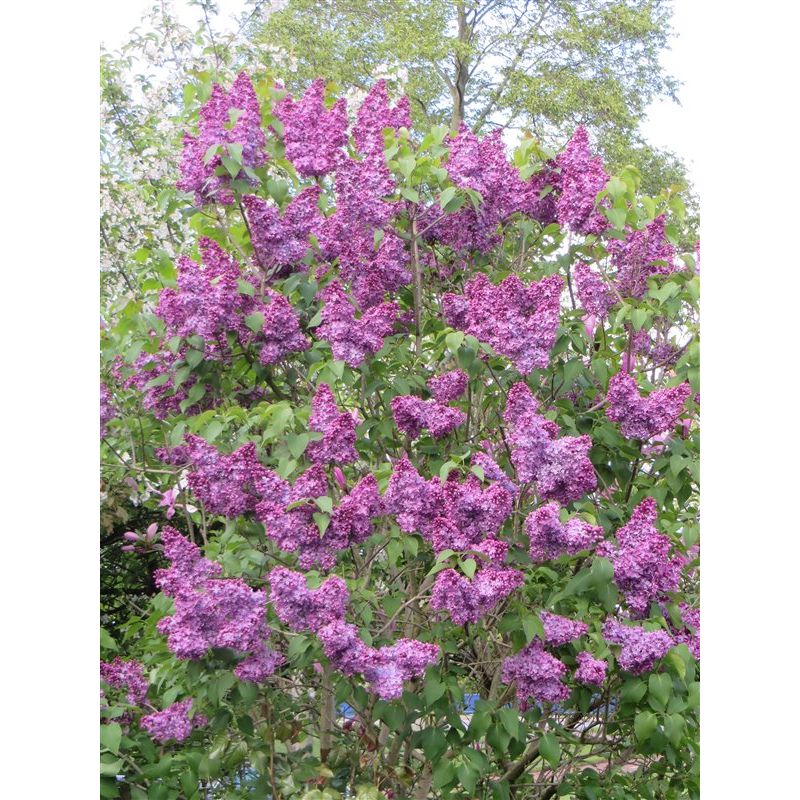 Syringa Andenken an Ludwig Spath