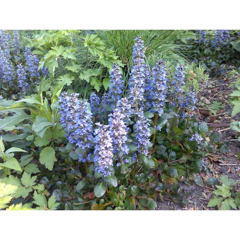 Ajuga Catlin's Giant - 6 stuks