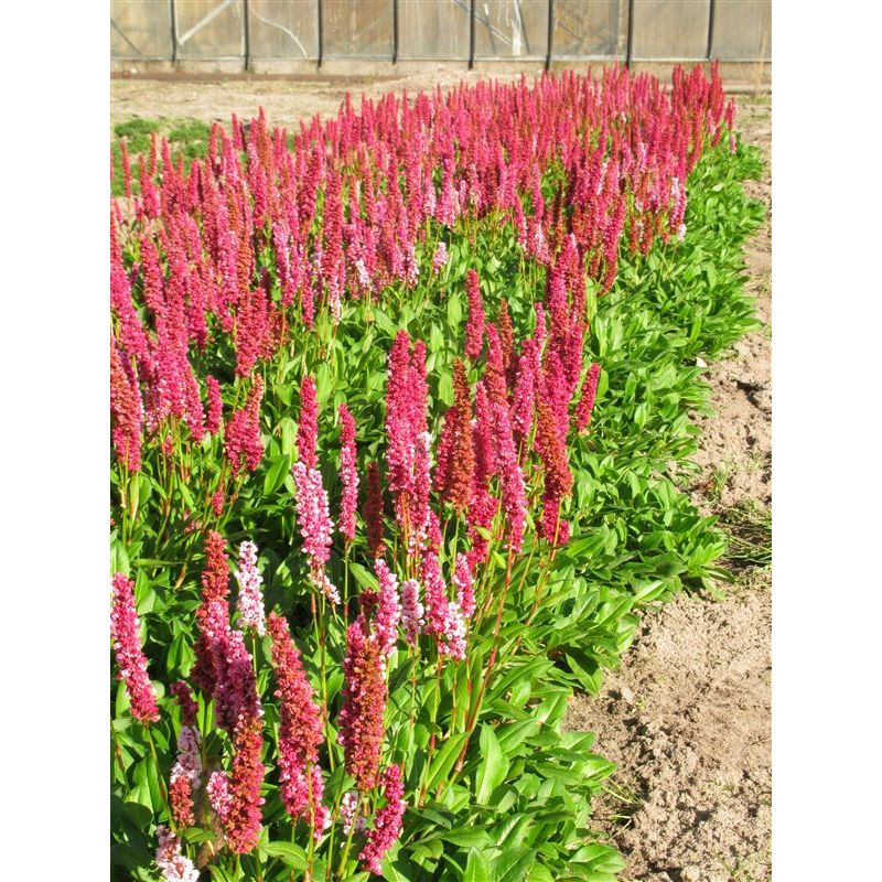 Persicaria Superba - 6 stuks