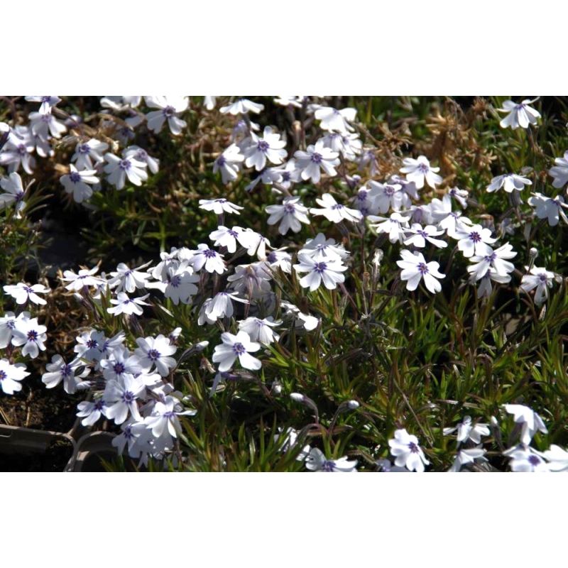 Phlox Bavaria - 6 stuks