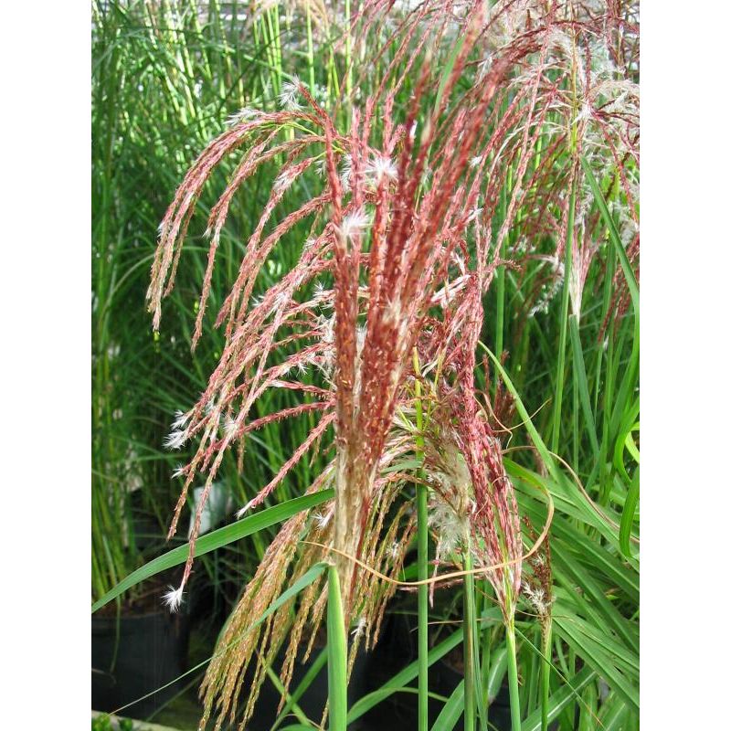 Miscanthus Flamingo - 6 stuks