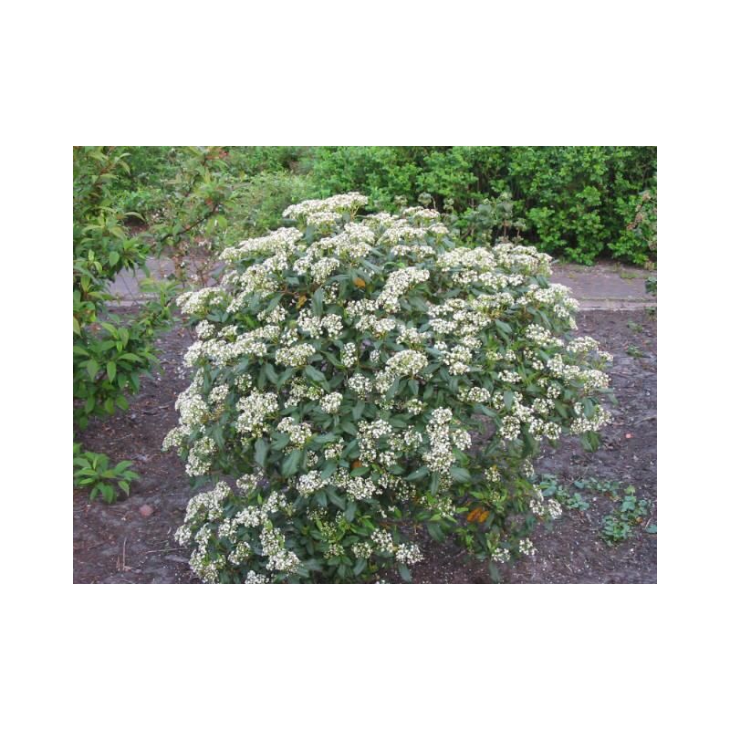 Viburnum Jermyns Globe