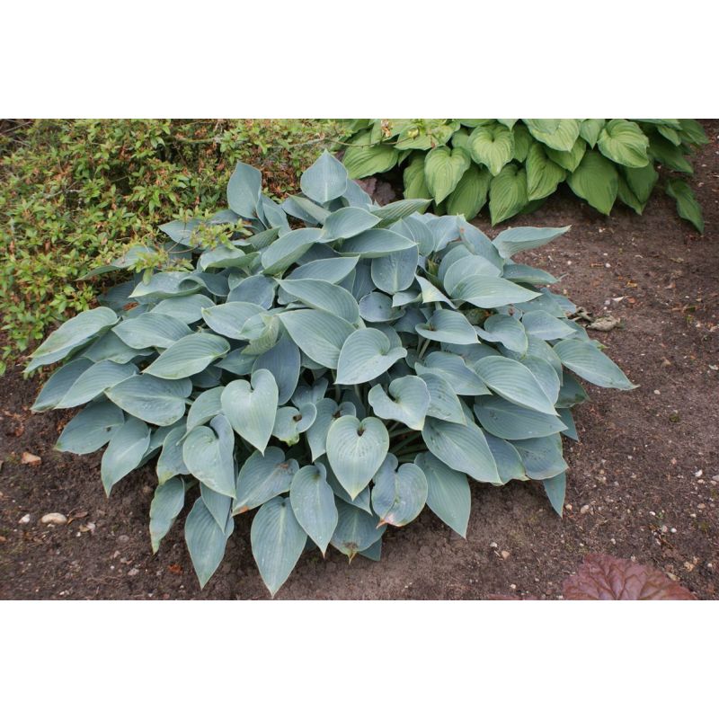 Hosta Halcyon - 6 stuks