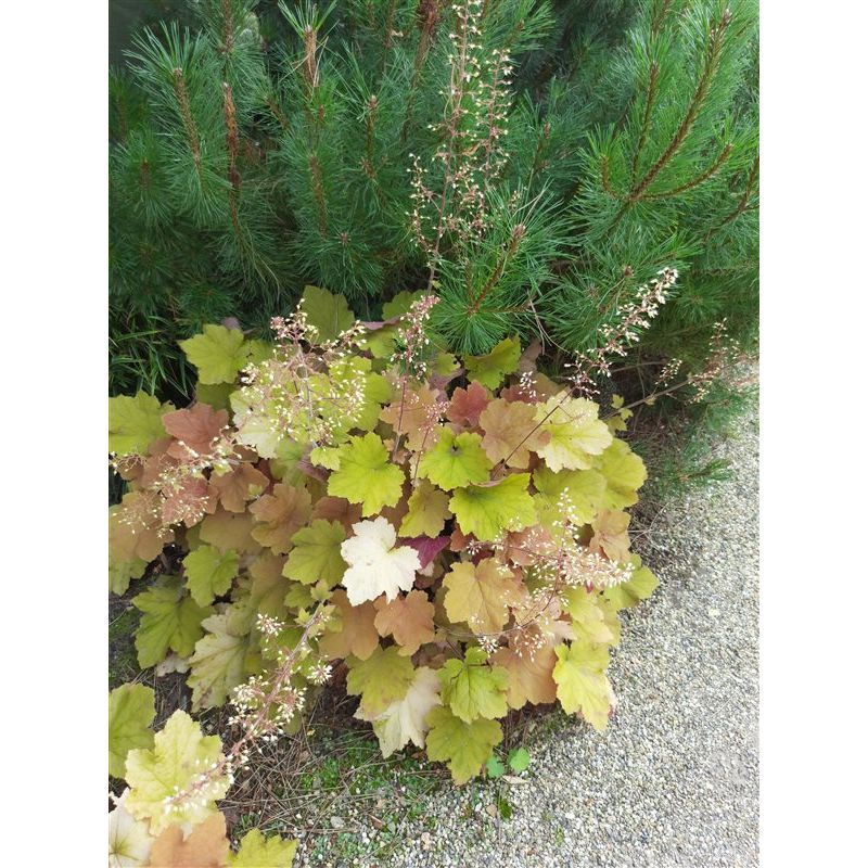 Heuchera Marmalade - 6 stuks