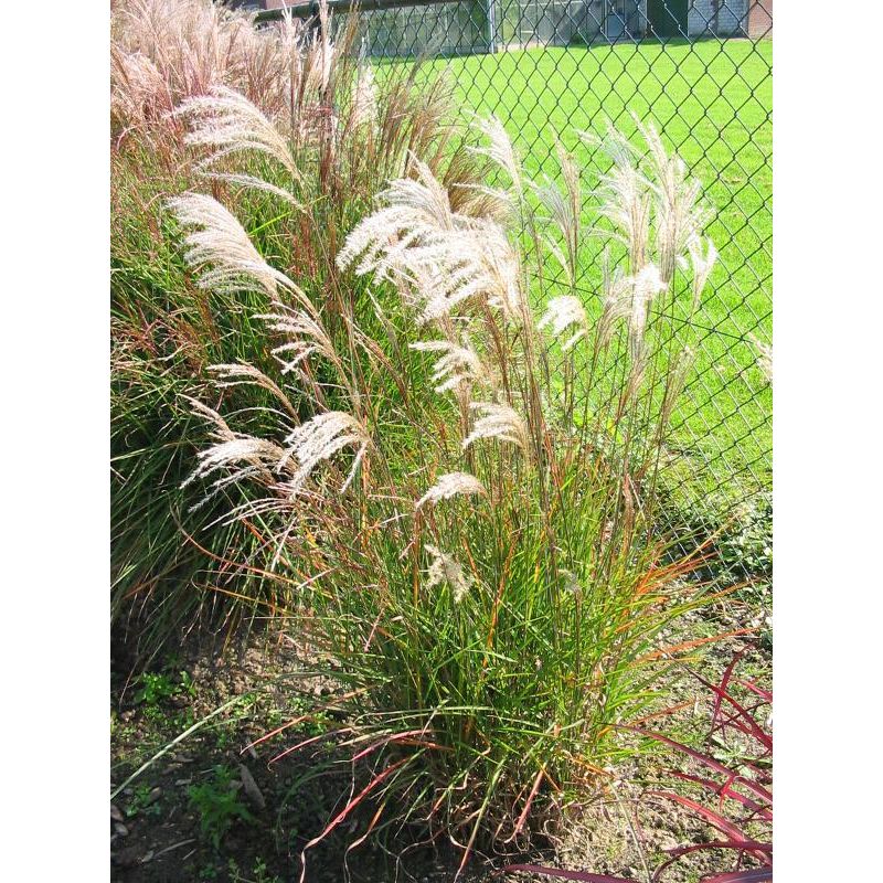 Miscanthus Graziella - 6 stuks