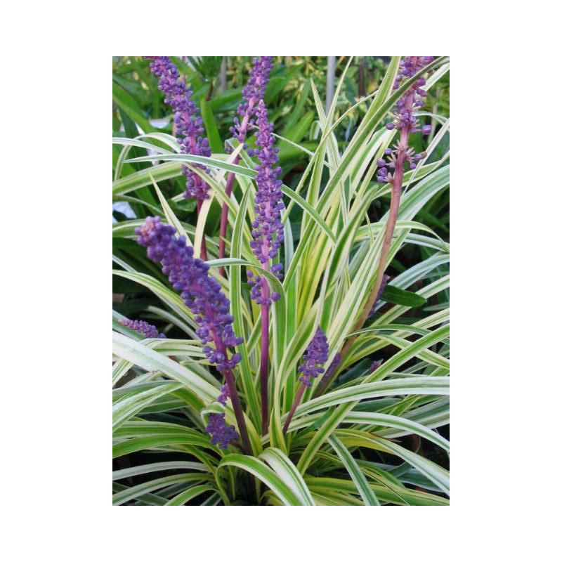 Liriope Variegata - 6 stuks