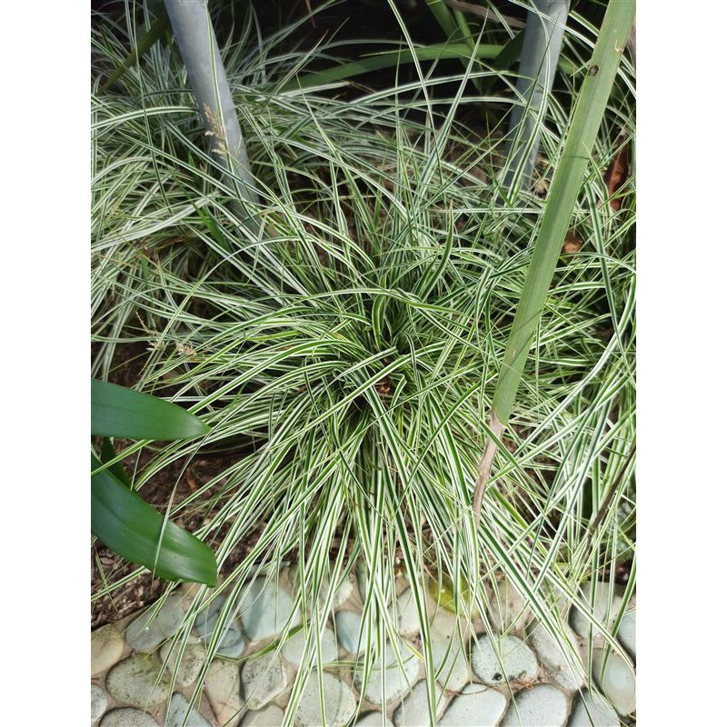 Carex Everest - 6 stuks