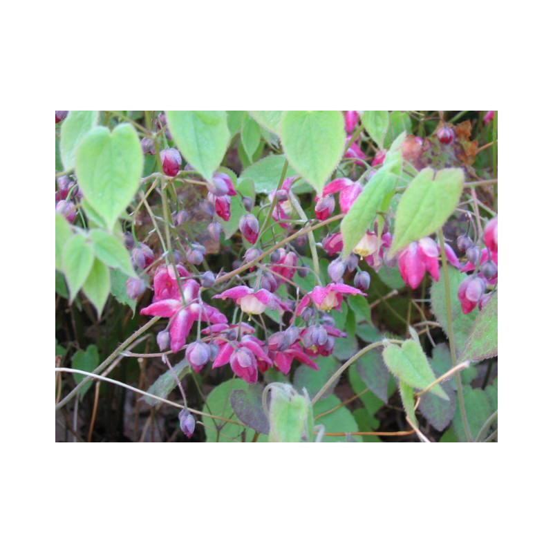 Epimedium rubrum - 6 stuks