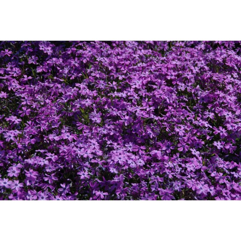 Phlox Purple Beauty - 6 stuks