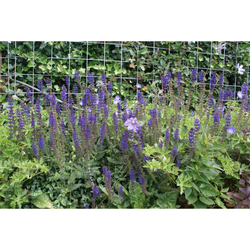 Salvia Mainacht - 6 stuks