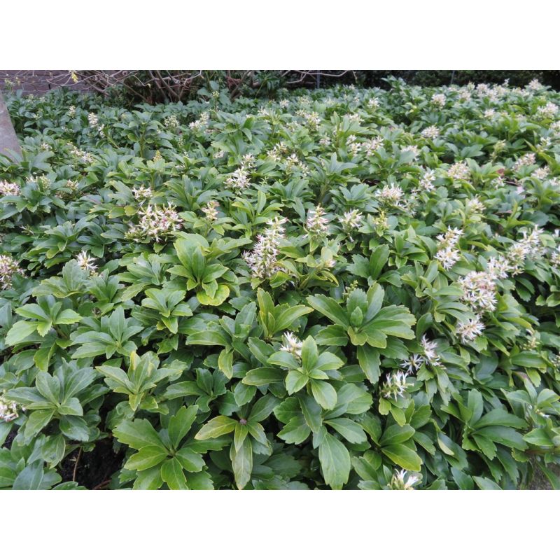 Pachysandra terminalis - 6 stuks