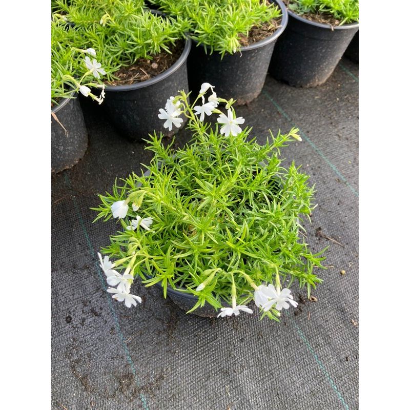 Phlox White Delight - 6 stuks