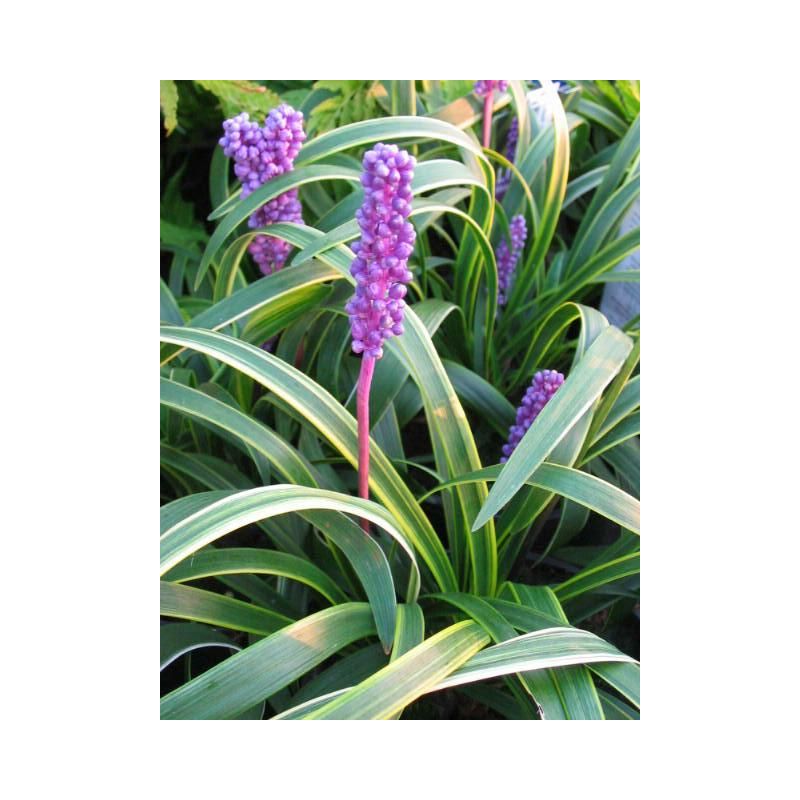 Liriope Gold Banded - 6 stuks