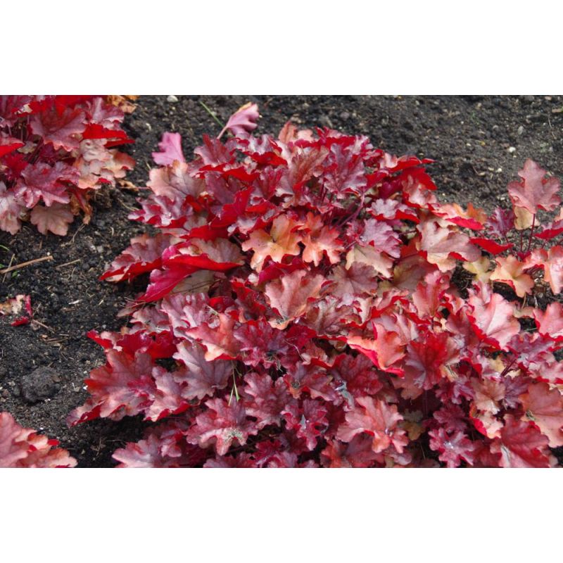 Heuchera Peach Flambe - 6 stuks