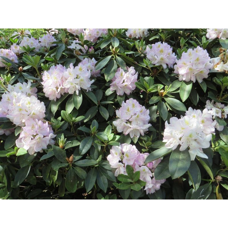 Rhododendron Gomer Waterer