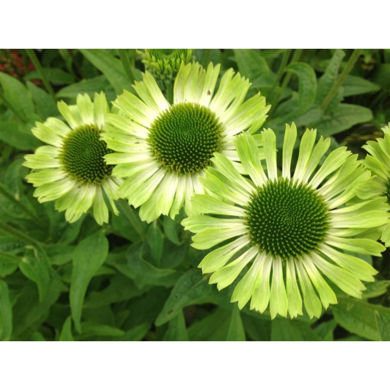 Echinacea Green Jewel - 6 stuks