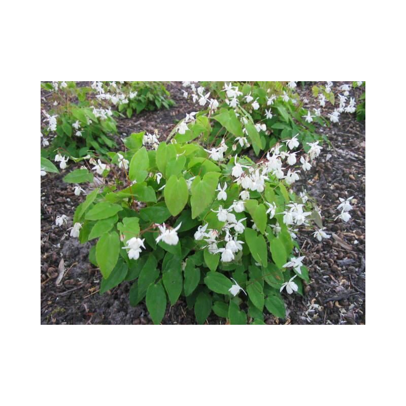 Epimedium Niveum - 6 stuks