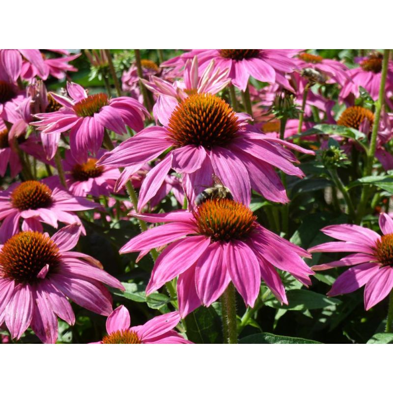 Echinacea Powwow Wild Berry - 6 stuks