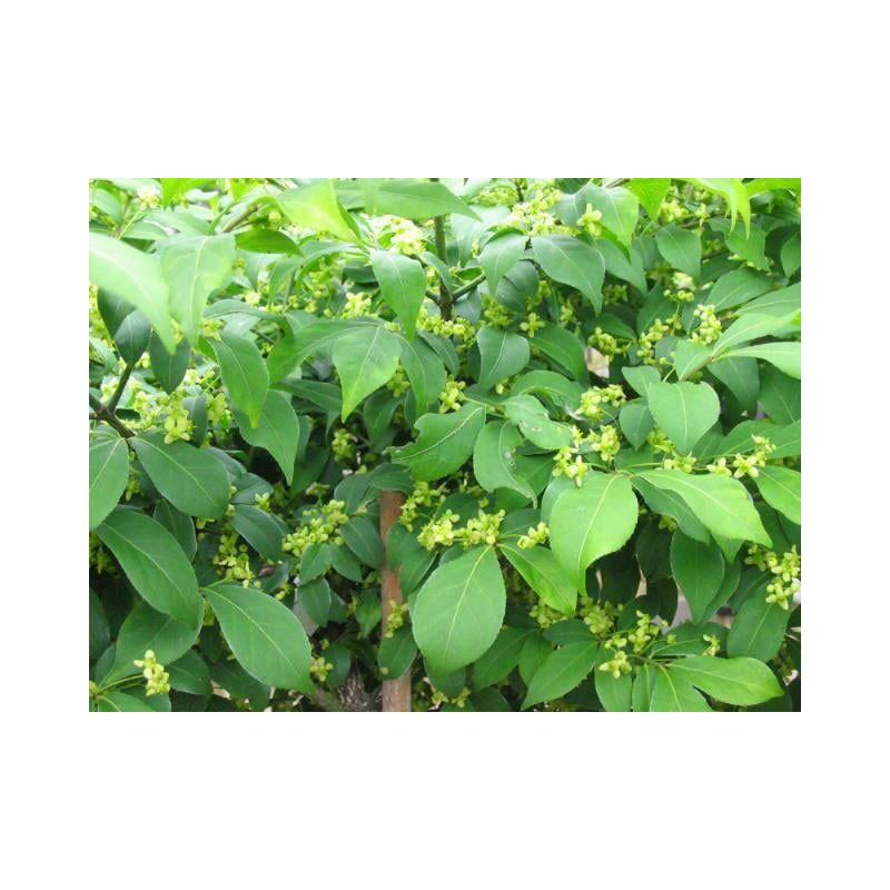 Euonymus Compactus