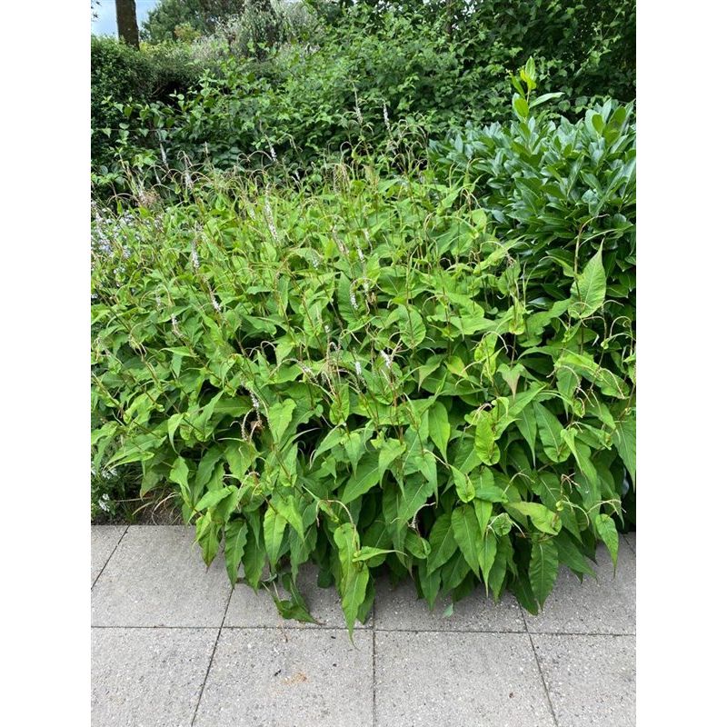 Persicaria Alba - 6 stuks