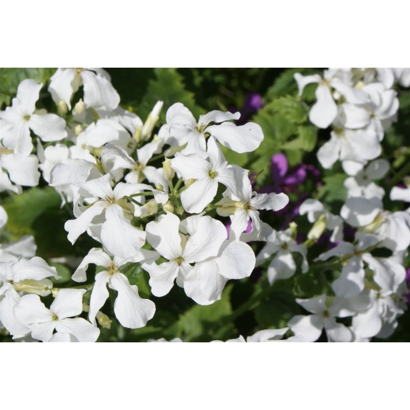 Lunaria Albiflora - 6 stuks