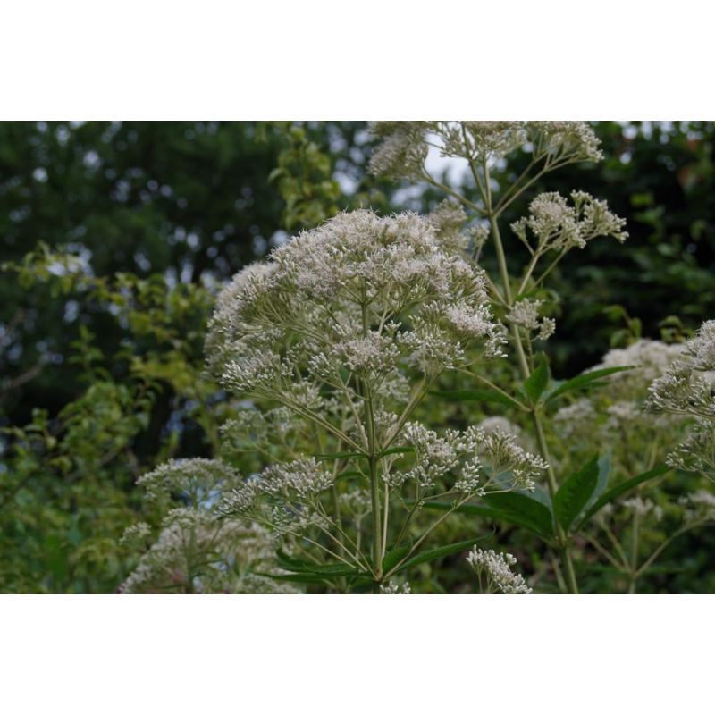 Eupatorium Album - 6 stuks