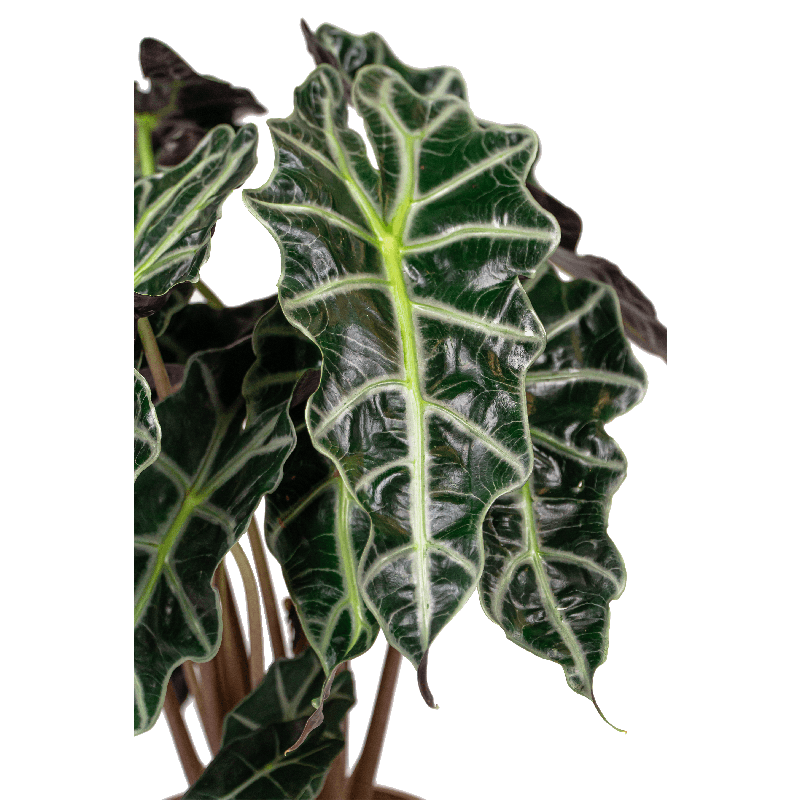 Alocasia Polly in Capi Nature Groove Egg