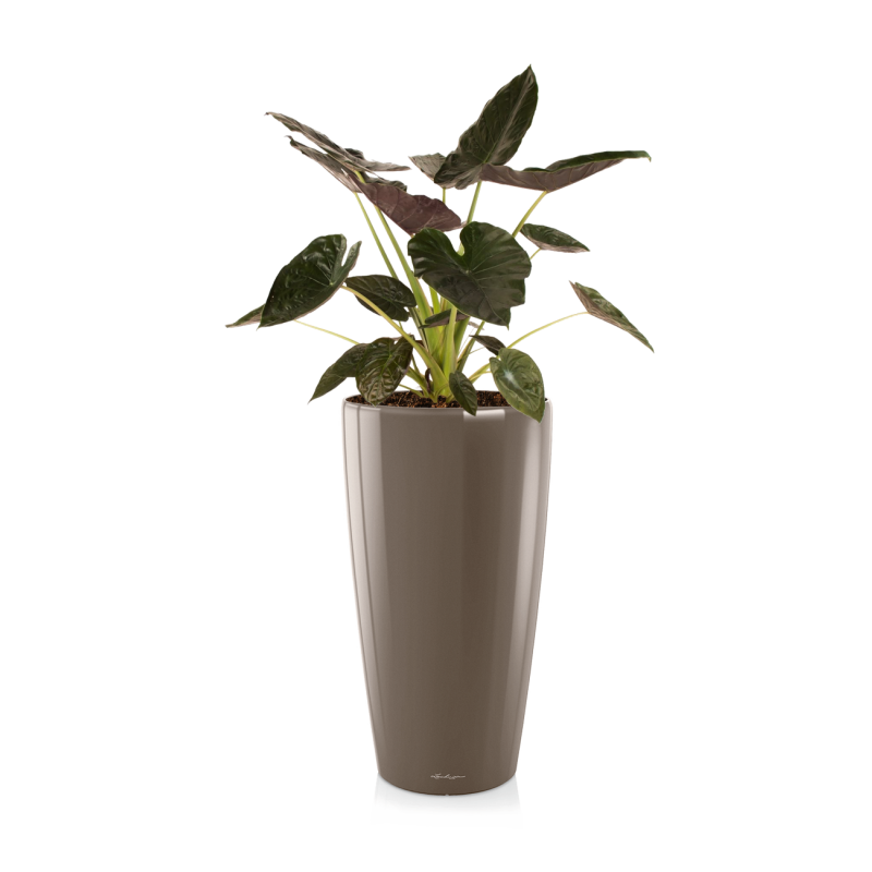 Alocasia Wentii in watergevende Rondo taupe