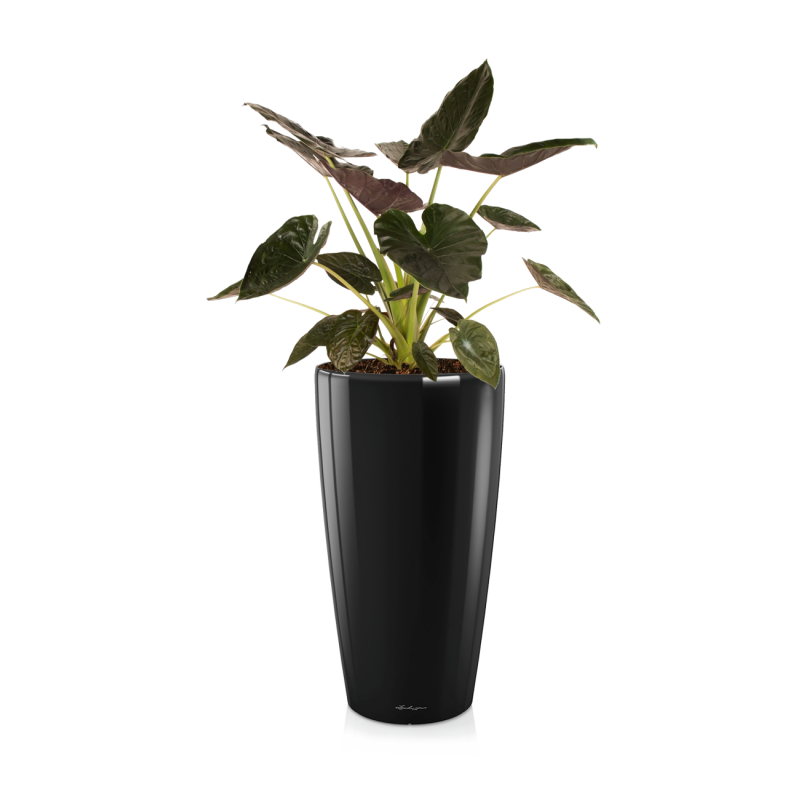 Alocasia Wentii in watergevende Rondo zwart