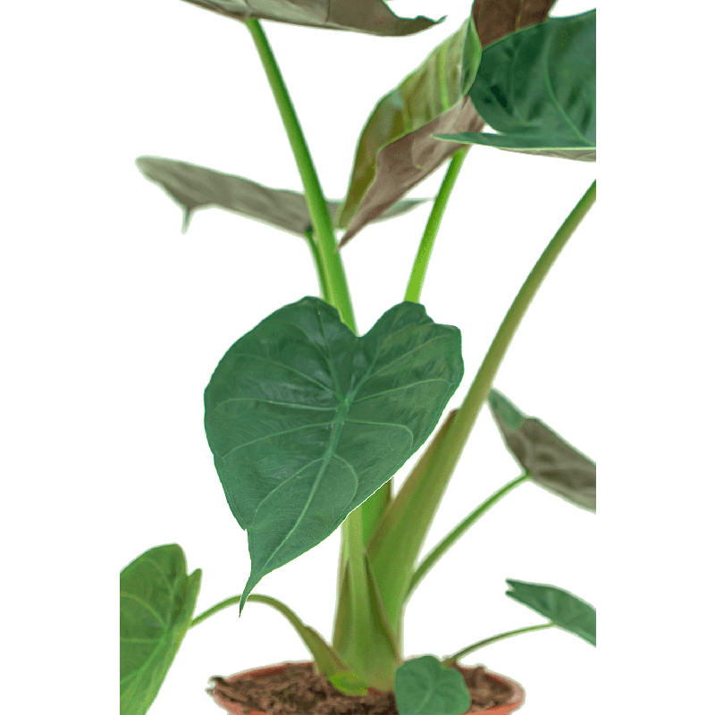 Alocasia Wentii in watergevende Rondo bruin