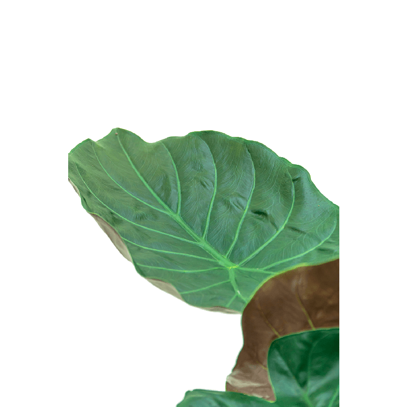 Alocasia Wentii 