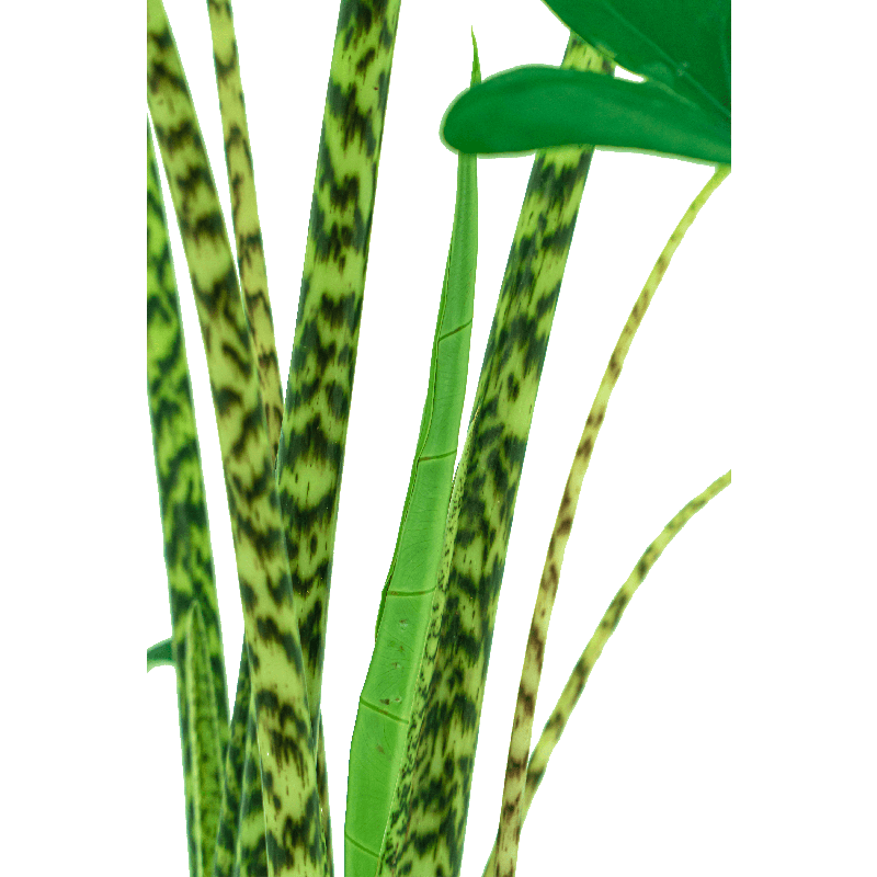 Alocasia Zebrina in Linn