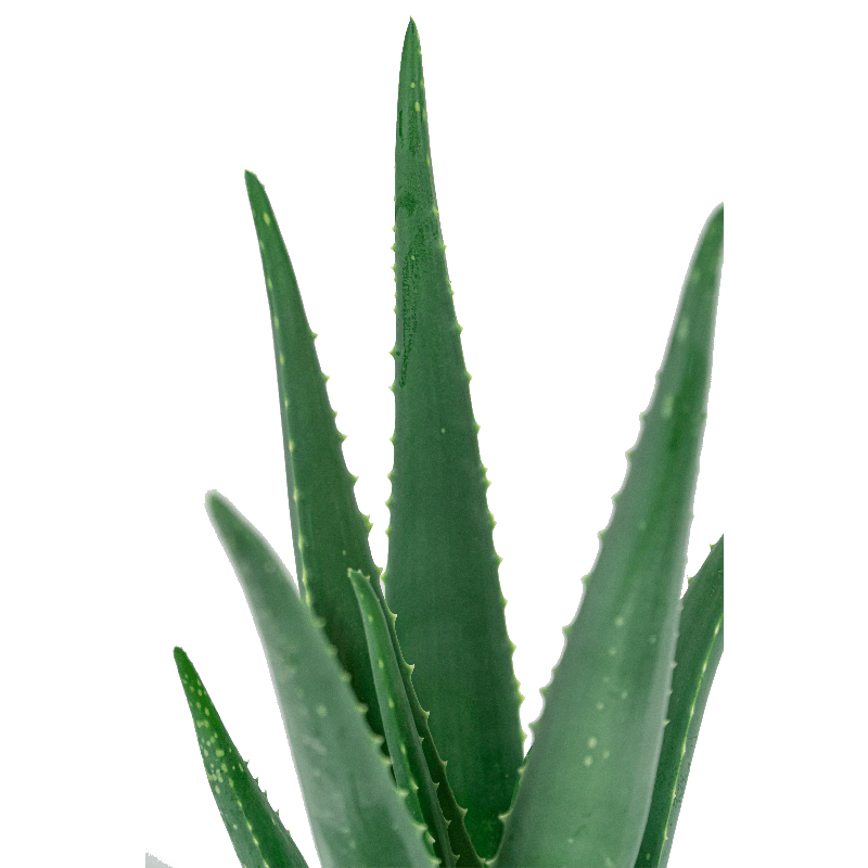 Aloe vera barbadensis in One and Only