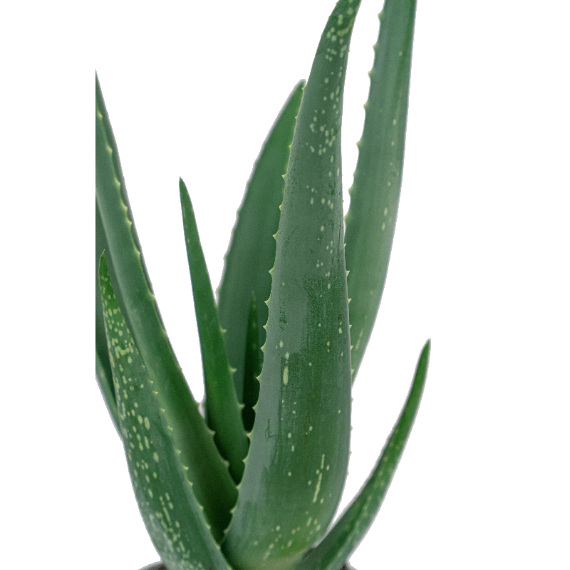 Aloe vera barbadensis in Capi Nature Groove