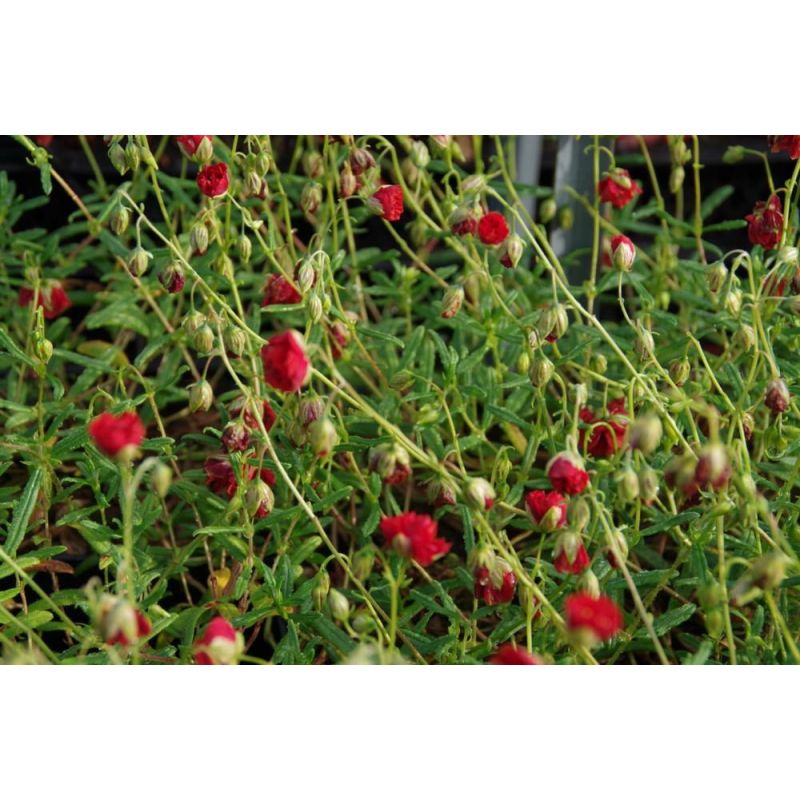 Helianthemum Amabile Plenum - 6 stuks