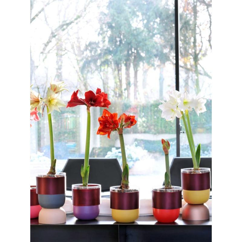 Amaryllis Velvet Wit in Giftbox