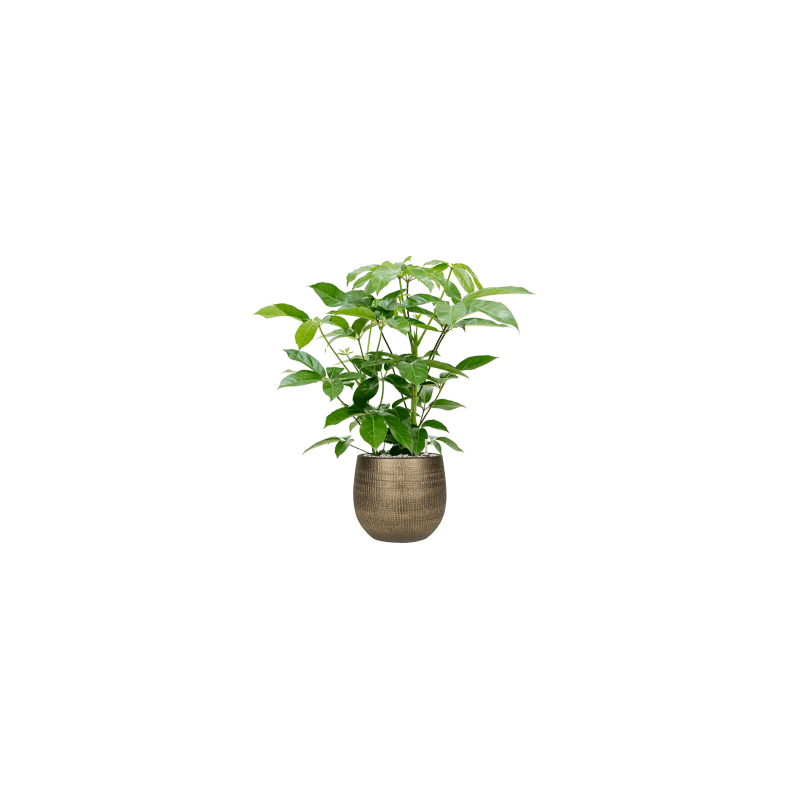 Schefflera Amate 