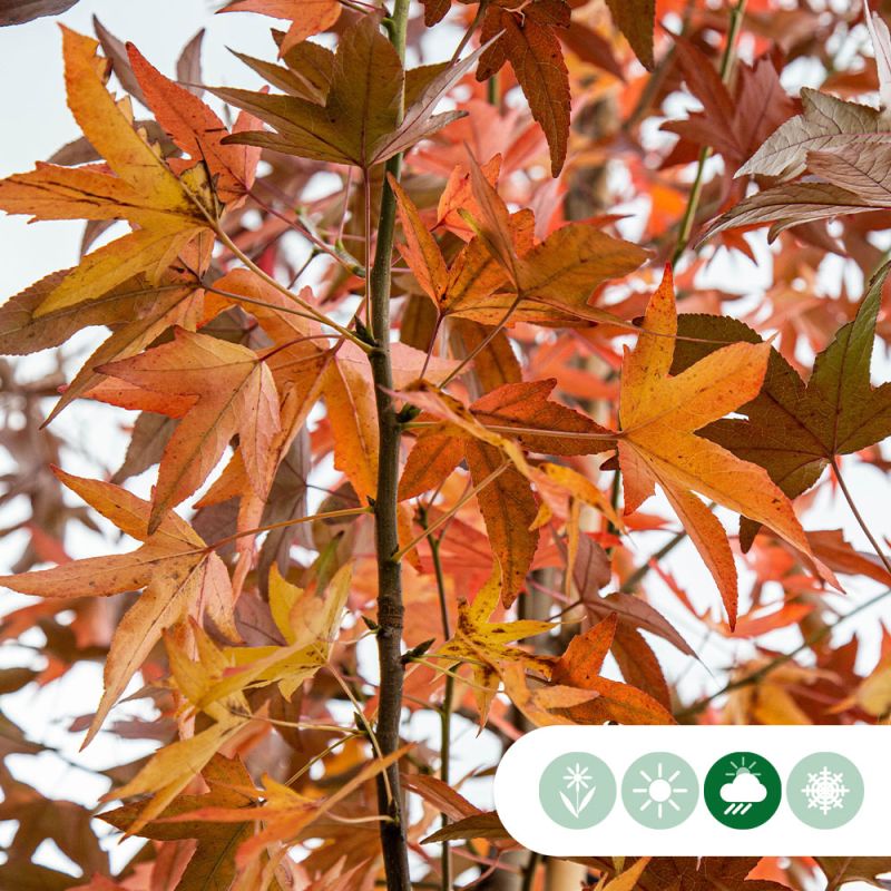 Liquidambar Styraciflua meerstammig