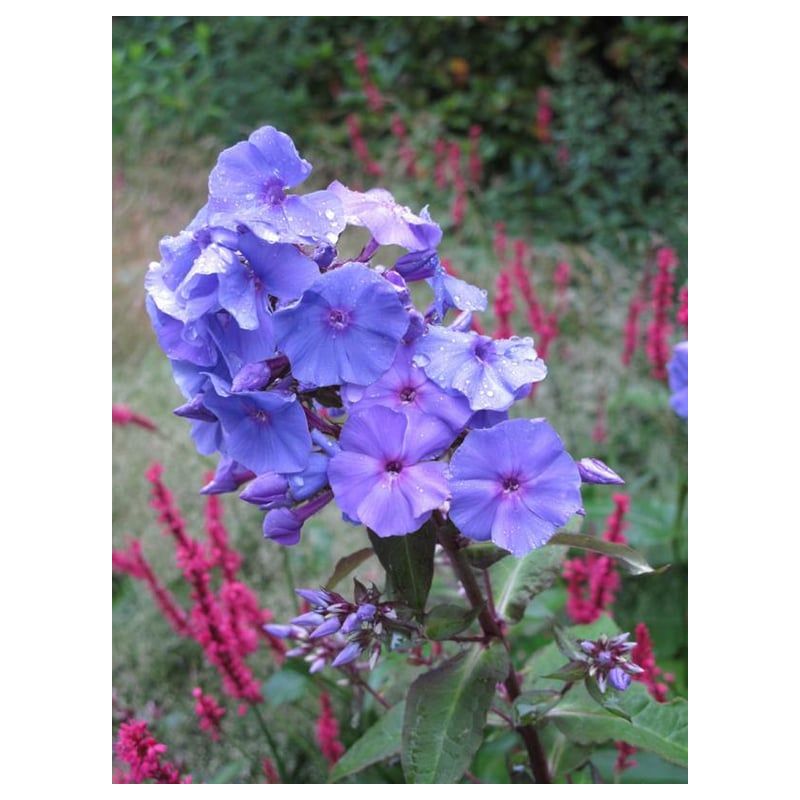 Phlox Amethyst - 6 stuks