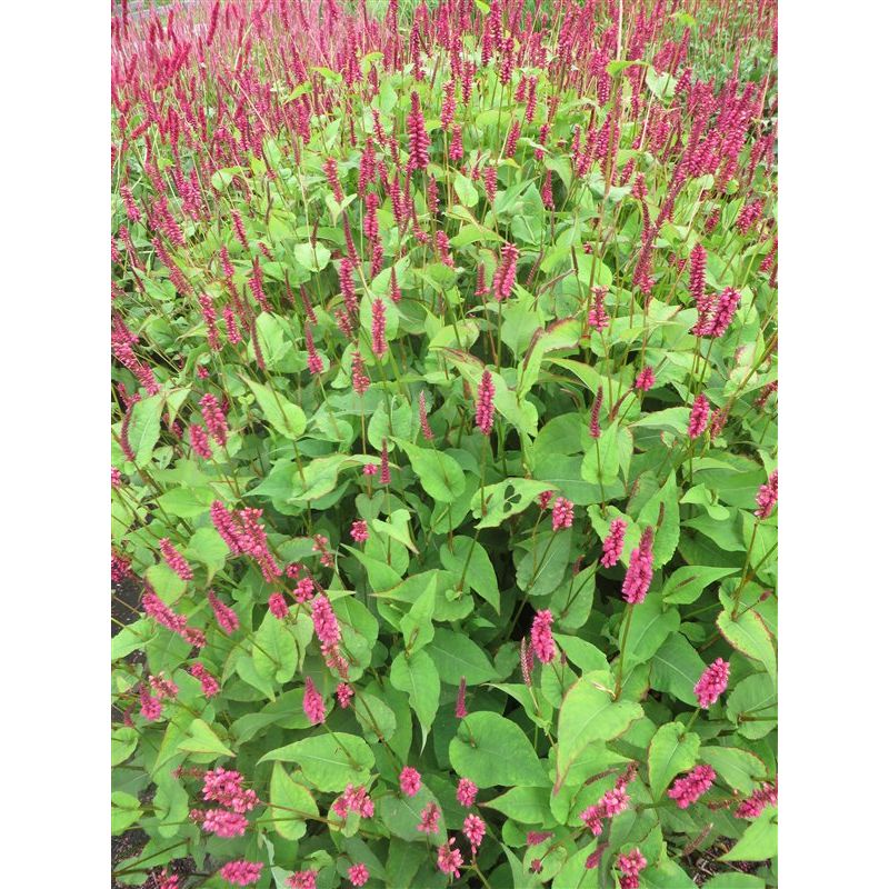 Persicaria amplexicaulis - 6 stuks