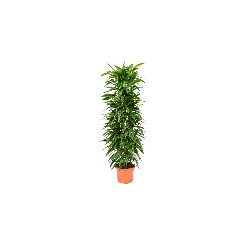 Ficus Amstel King - draadzuil